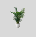 Foxtail Palm (Wodyetia bifurcata)