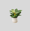Philodendron