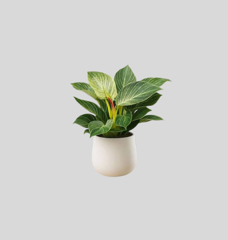 Philodendron