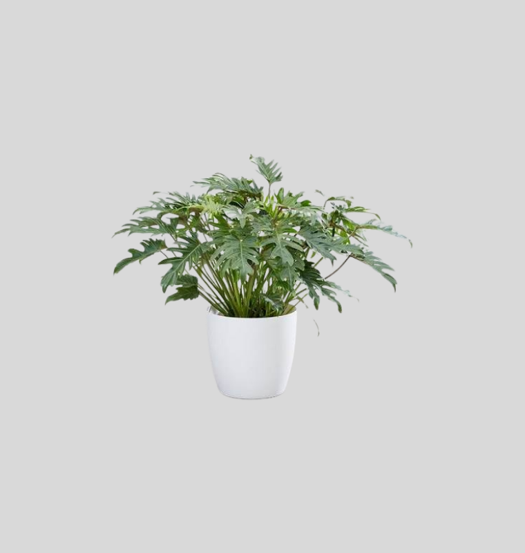 Philodendron Xanadu
