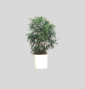 Podocarpus (Buddhist Pine)