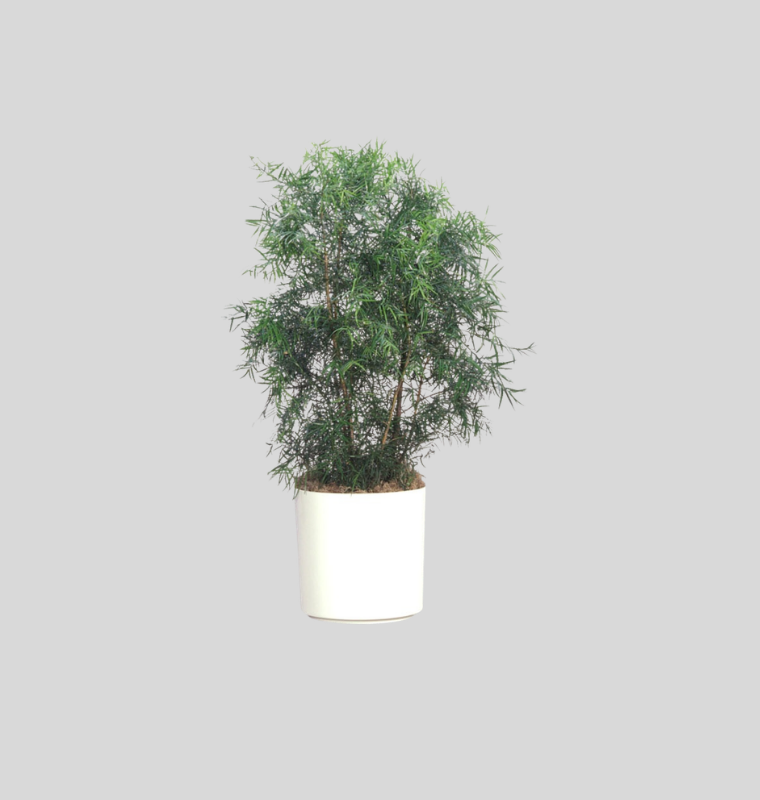 Podocarpus (Buddhist Pine)