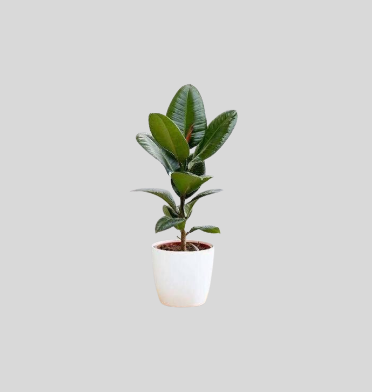 Rubber Plant (Ficus elastica)