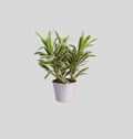 Song of India (Dracaena reflexa)