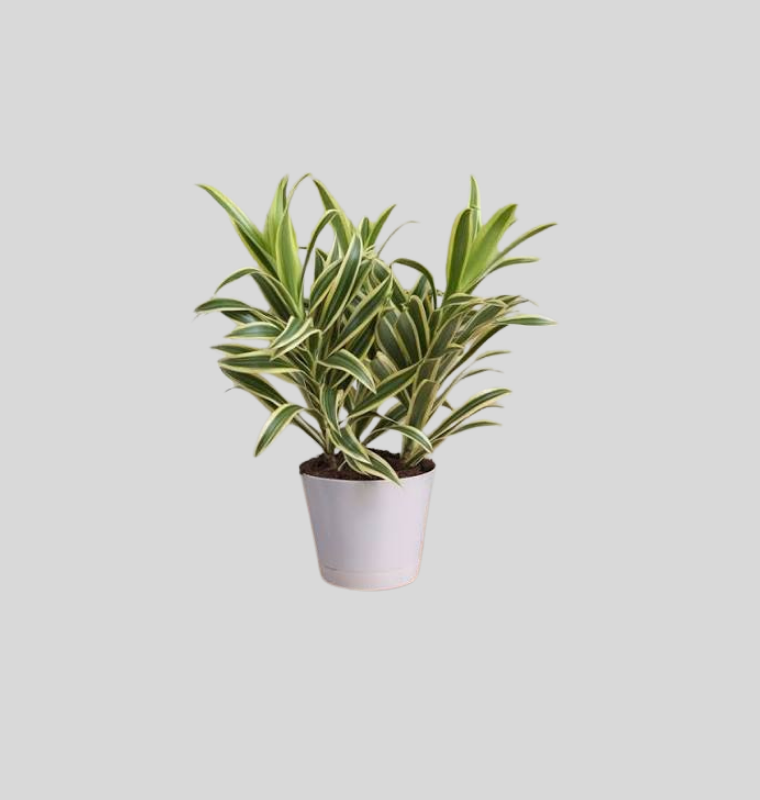 Song of India (Dracaena reflexa)