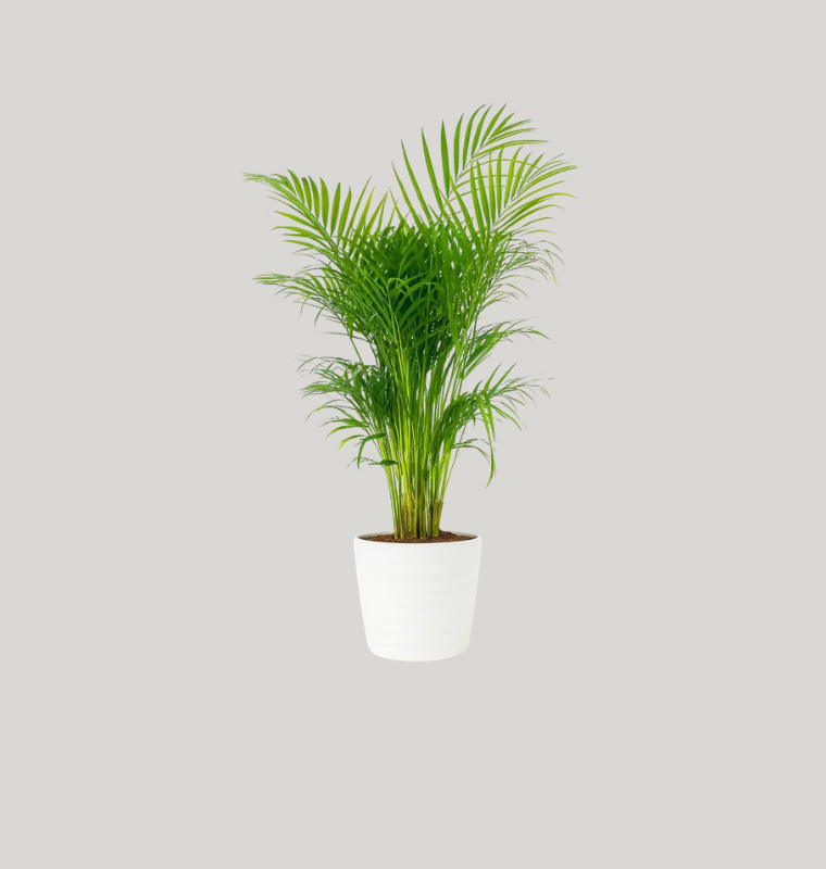 Areca Palm (Dypsis lutescens)