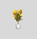 Croton (Codiaeum variegatum)