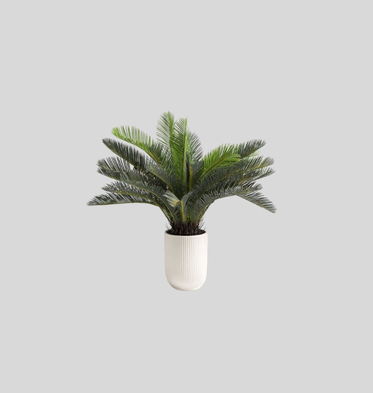 Cycas Revoluta (Sago Palm)