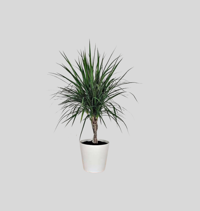 Dracaena Marginata (Madagascar Dragon Tree)