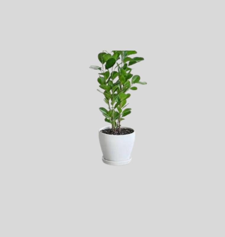 Ficus Panda (Ficus microcarpa 'Panda')