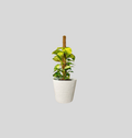Money Plant (Epipremnum aureum)