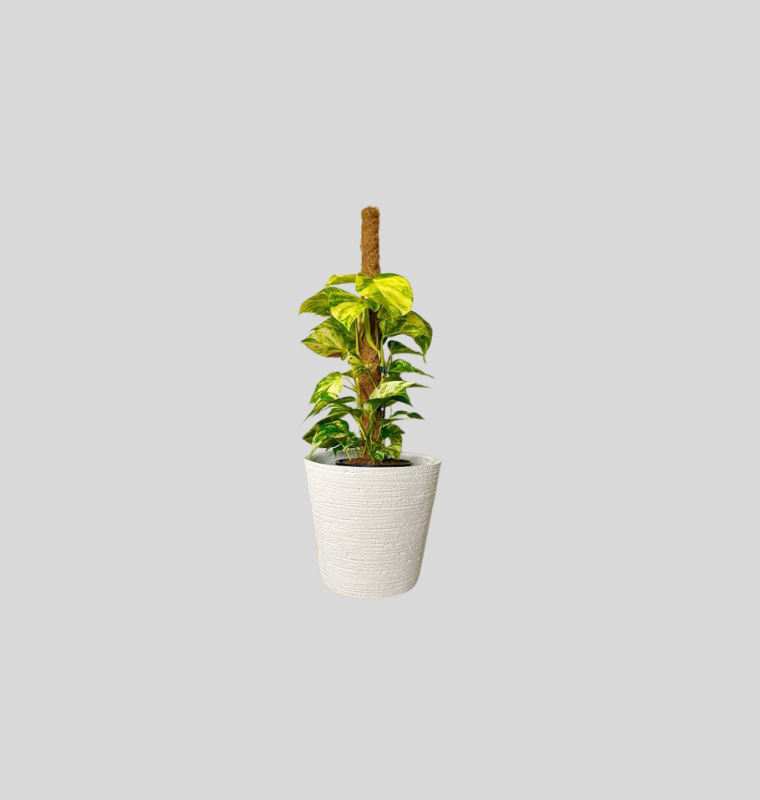 Money Plant (Epipremnum aureum)