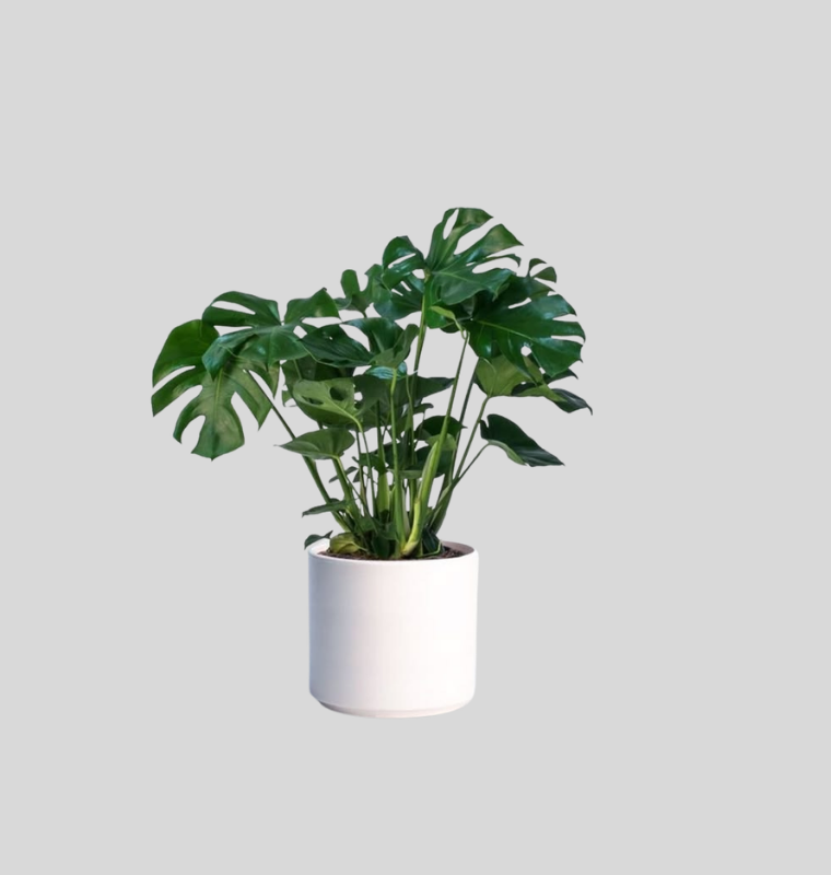Monstera Deliciosa (Swiss Cheese Plant)
