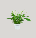 Peace Lily (Spathiphyllum)