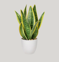 Sansevieria (Snake Plant)