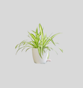 Spider Plant (Chlorophytum comosum)