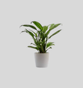 Aglaonema (Chinese Evergreen)