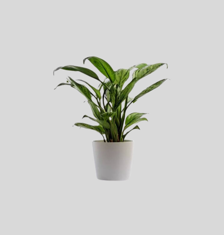 Aglaonema (Chinese Evergreen)