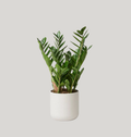 ZZ Plant (Zamioculcas zamiifolia)